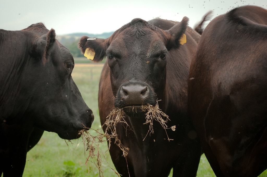 Cattle at pasture.