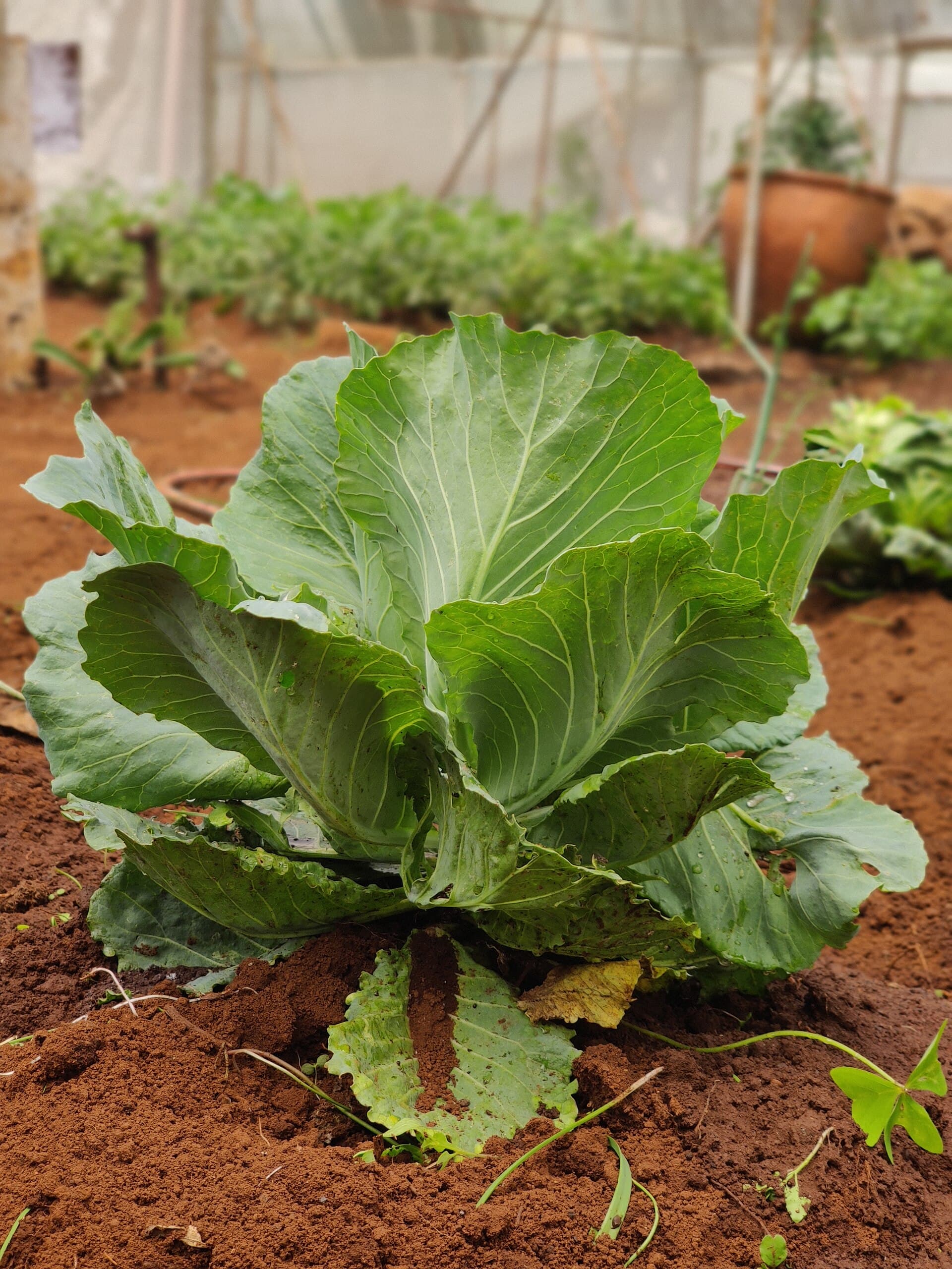 Cabbages growing under greenhouse cover in Kenya.