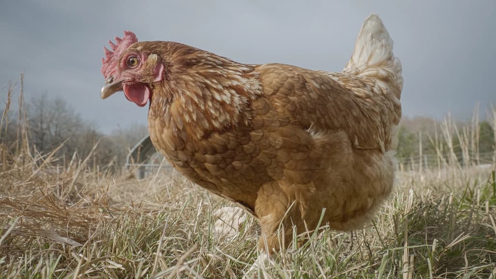 A hen foraging on open ground.