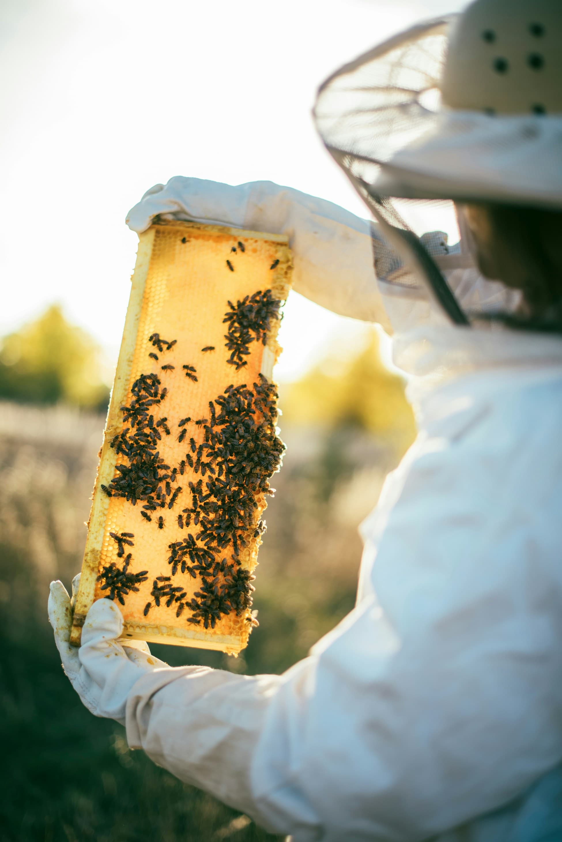 A beekeeper in a veil holding up a frame heavy with bees and capped comb.