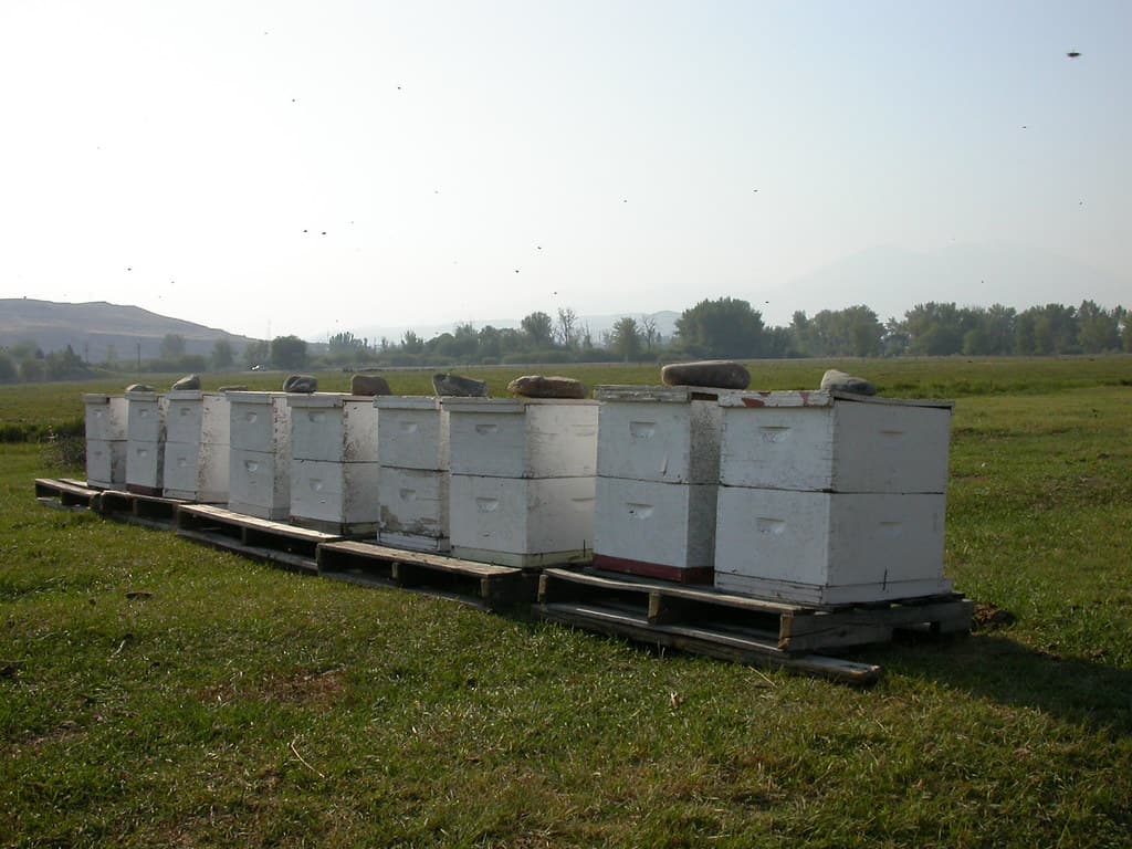 A row of hives standing at the edge of a field.