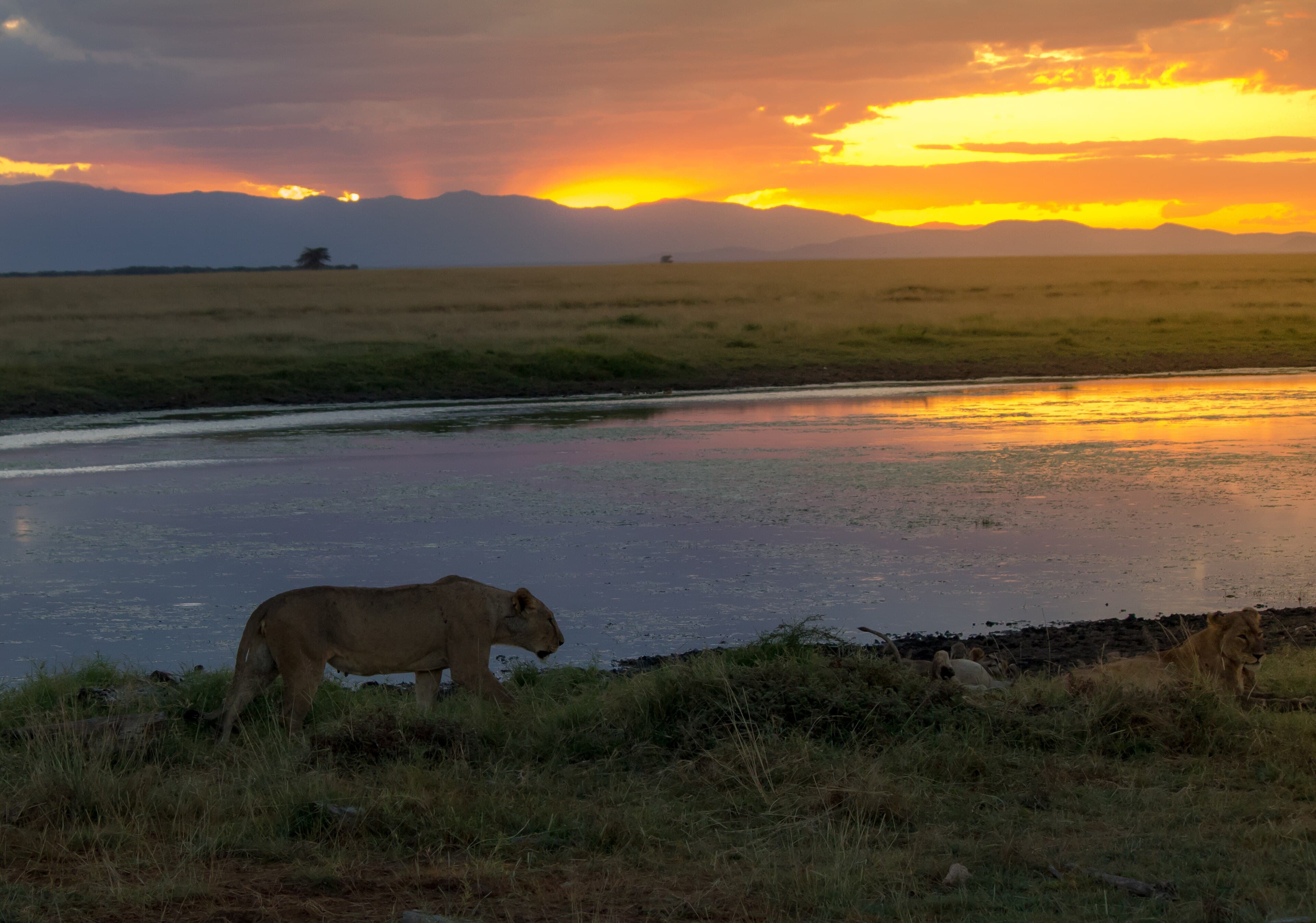 Sunset over the plains at Amboseli.