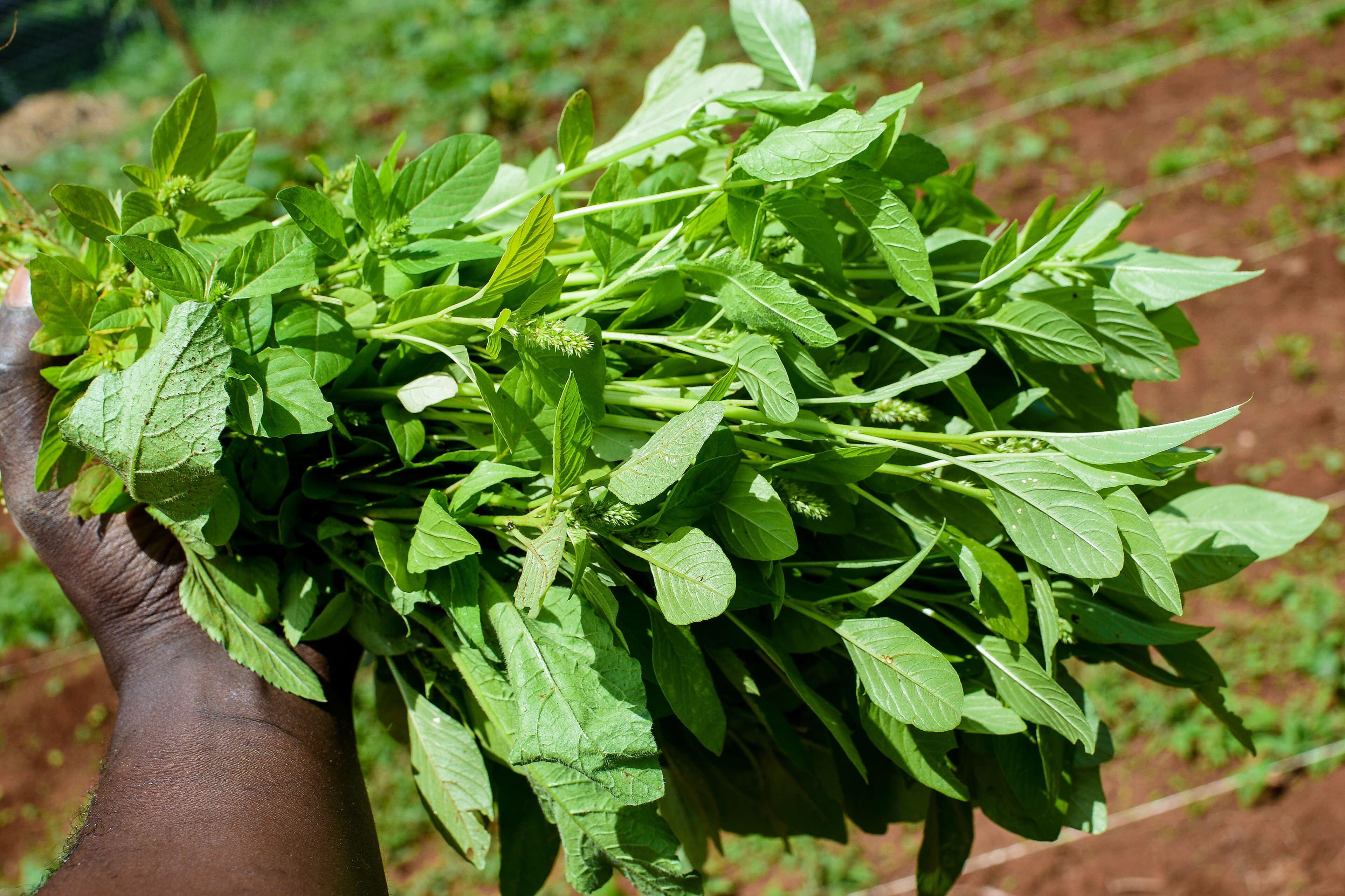 Freshly cut greens gathered for packing.