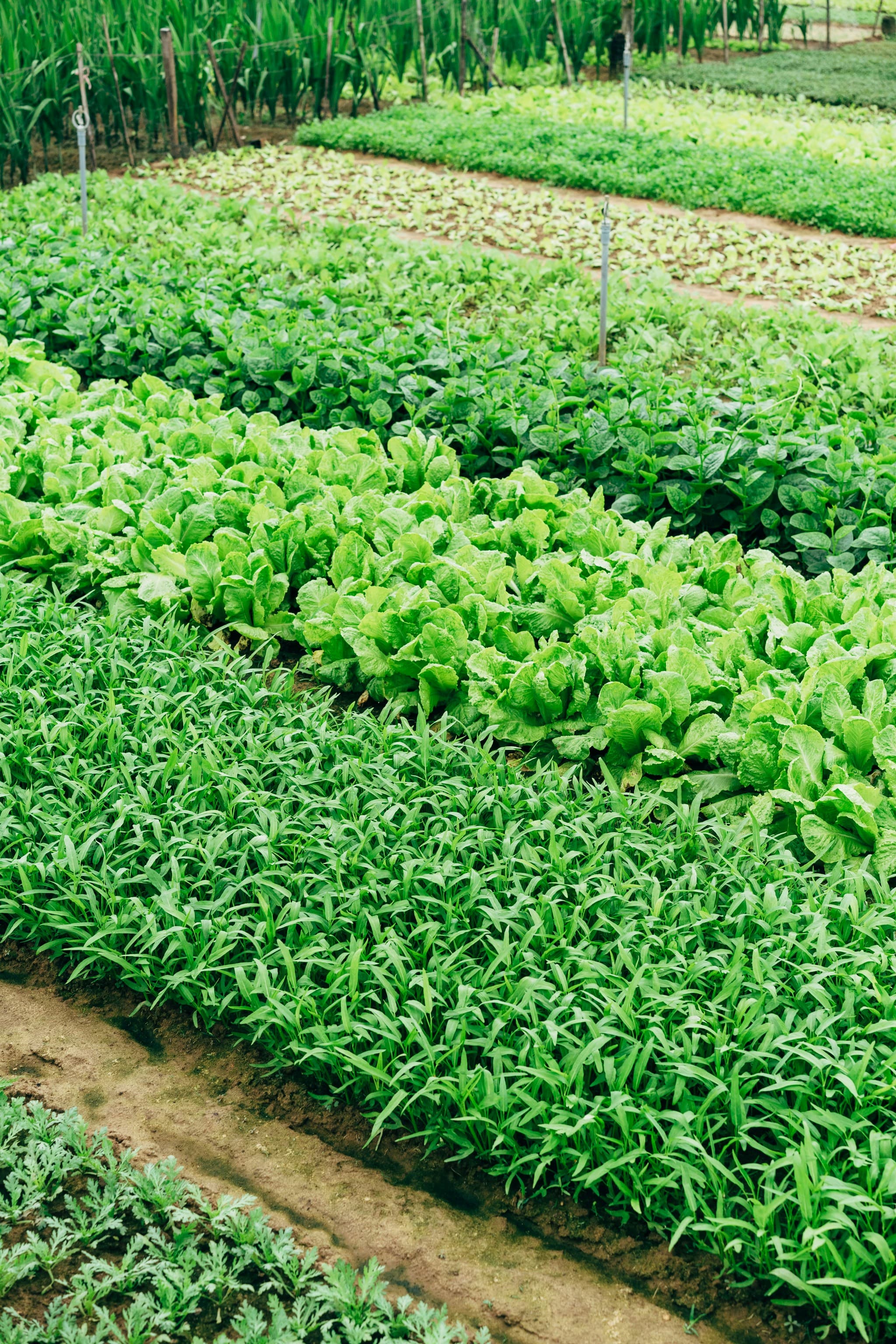 Rows of young lettuce and leaf greens growing on in tilled beds, more blocks running up the slope behind.