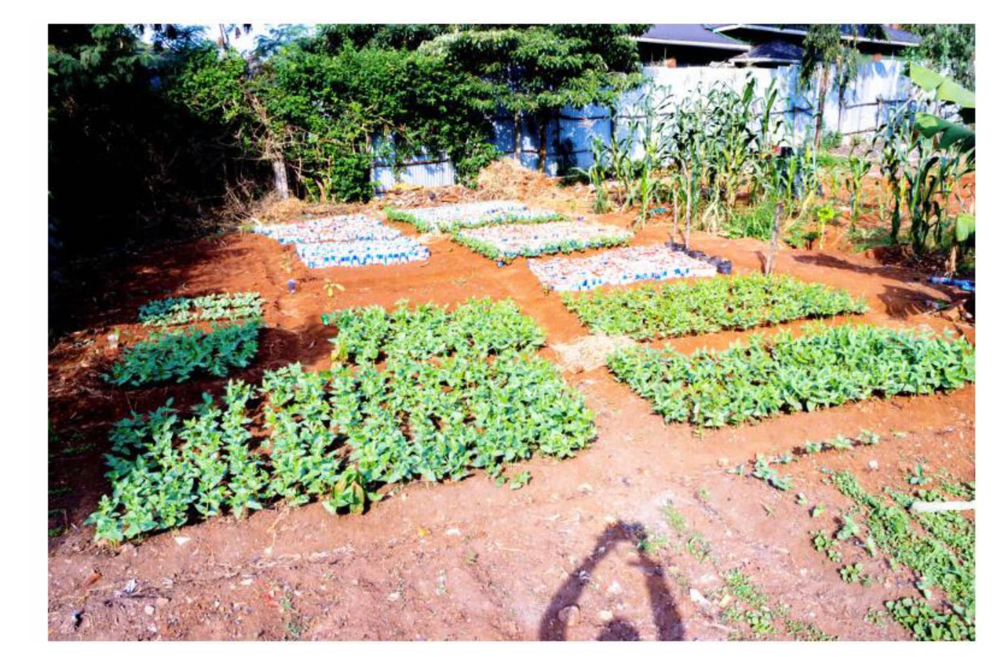 Vegetable seedlings raised in trays.