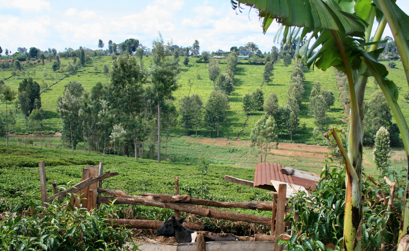 Agricultural landscape in the Kenyan highlands.